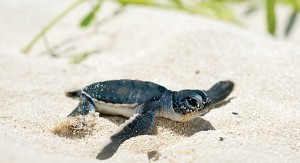 turtlesincancun-300x163
